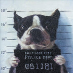 11" X 11" Black Frame Mug Shot