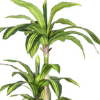 60" Green Artificial Dracaena Tree In Round Black Pot