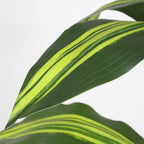 60" Green Artificial Dracaena Tree In Round Black Pot