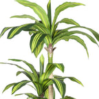 60" Green Artificial Dracaena Tree In Round Black Pot