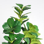 72" Green Artificial Fiddle Leaf Tree In Round White Pot