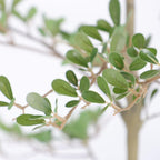 72" Green Artificial Olive Tree In Round Black Pot